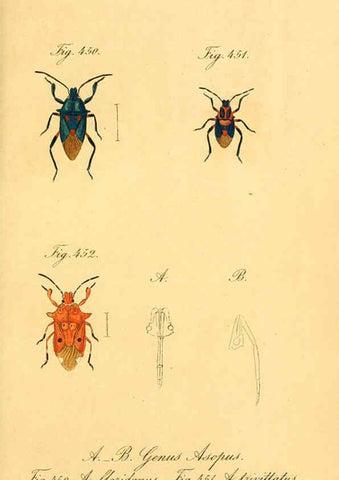 Reproducción/Reproduction 6096030569: Die wanzenartigen Insecten. plates 1-4. Nürnberg :In der C.H. Zeh'schen Buchhandlung,1831-1853