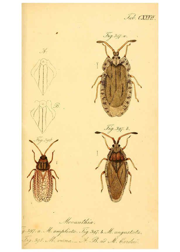 Reproducción/Reproduction 6096027097: Die wanzenartigen Insecten. plates 1-4. Nürnberg :In der C.H. Zeh'schen Buchhandlung,1831-1853