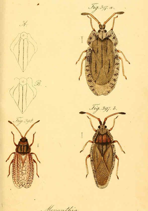 Reproducción/Reproduction 6096027097: Die wanzenartigen Insecten. plates 1-4. Nürnberg :In der C.H. Zeh'schen Buchhandlung,1831-1853