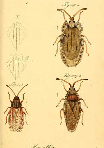 Reproducción/Reproduction 6096027097: Die wanzenartigen Insecten. plates 1-4. Nürnberg :In der C.H. Zeh'schen Buchhandlung,1831-1853
