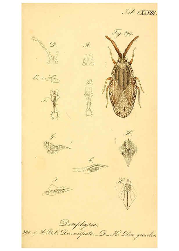 Reproducción/Reproduction 6096571806: Die wanzenartigen Insecten. plates 1-4. Nürnberg :In der C.H. Zeh'schen Buchhandlung,1831-1853