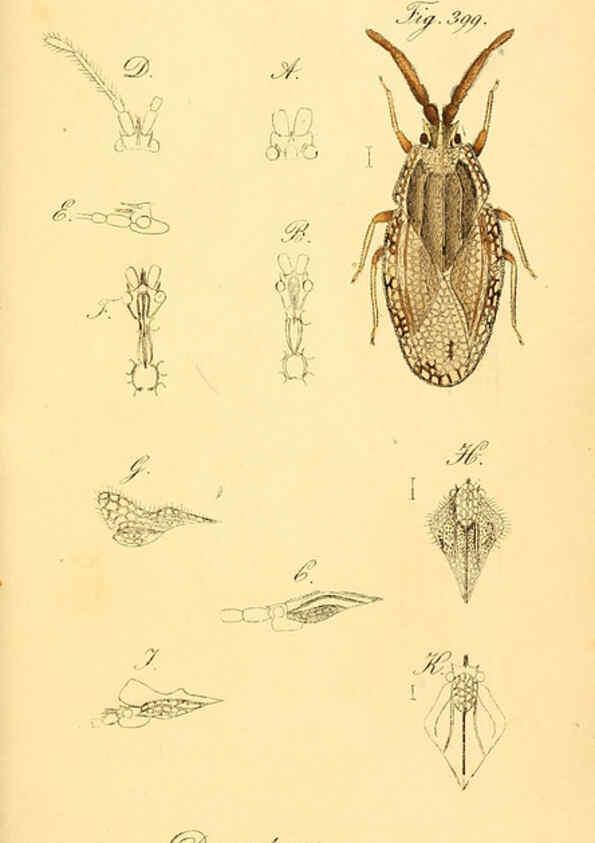 Reproducción/Reproduction 6096571806: Die wanzenartigen Insecten. plates 1-4. Nürnberg :In der C.H. Zeh'schen Buchhandlung,1831-1853