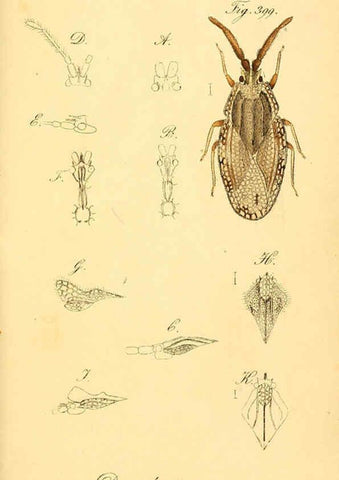 Reproducción/Reproduction 6096571806: Die wanzenartigen Insecten. plates 1-4. Nürnberg :In der C.H. Zeh'schen Buchhandlung,1831-1853