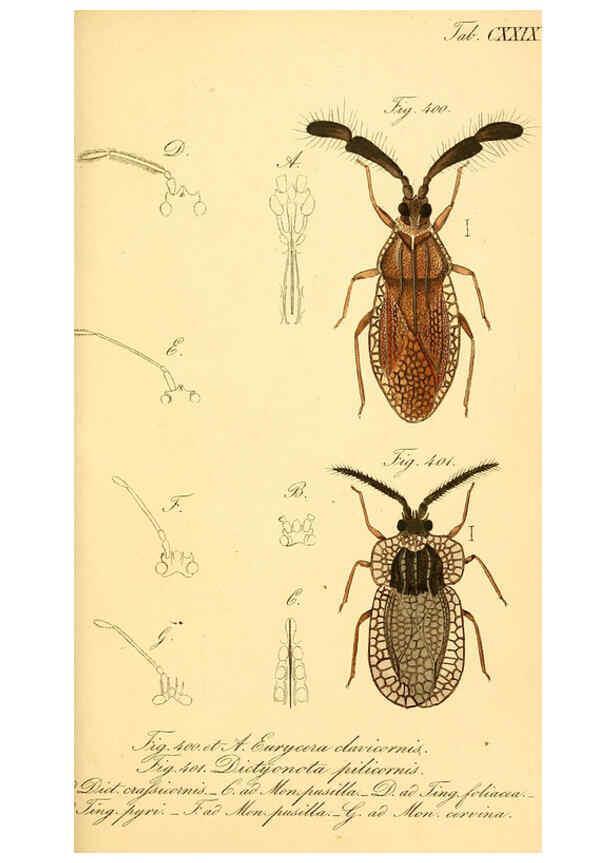 Reproducción/Reproduction 6096027531: Die wanzenartigen Insecten. plates 1-4. Nürnberg :In der C.H. Zeh'schen Buchhandlung,1831-1853