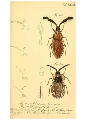 Reproducción/Reproduction 6096027531: Die wanzenartigen Insecten. plates 1-4. Nürnberg :In der C.H. Zeh'schen Buchhandlung,1831-1853