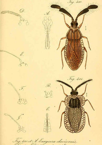 Reproducción/Reproduction 6096027531: Die wanzenartigen Insecten. plates 1-4. Nürnberg :In der C.H. Zeh'schen Buchhandlung,1831-1853