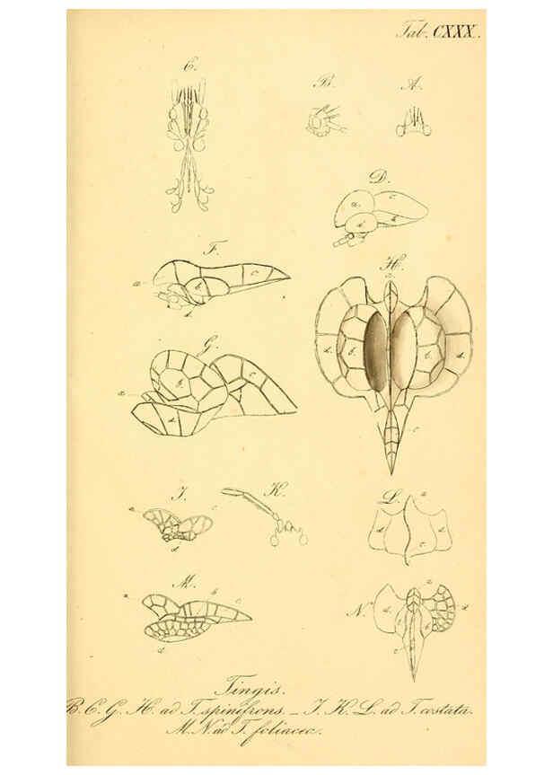 Reproducción/Reproduction 6096572348: Die wanzenartigen Insecten. plates 1-4. Nürnberg :In der C.H. Zeh'schen Buchhandlung,1831-1853