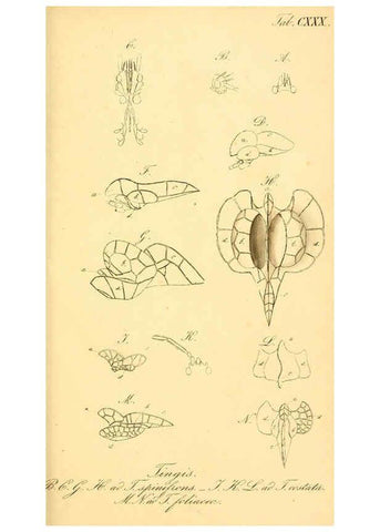Reproducción/Reproduction 6096572348: Die wanzenartigen Insecten. plates 1-4. Nürnberg :In der C.H. Zeh'schen Buchhandlung,1831-1853