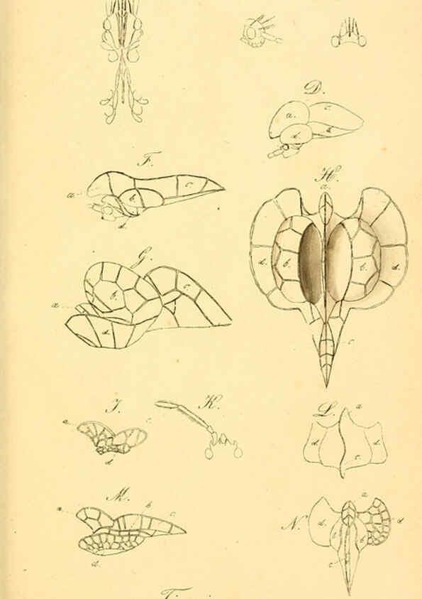 Reproducción/Reproduction 6096572348: Die wanzenartigen Insecten. plates 1-4. Nürnberg :In der C.H. Zeh'schen Buchhandlung,1831-1853