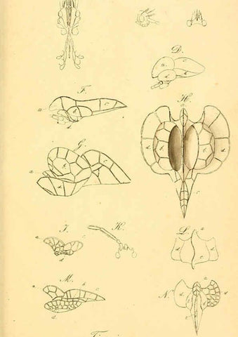Reproducción/Reproduction 6096572348: Die wanzenartigen Insecten. plates 1-4. Nürnberg :In der C.H. Zeh'schen Buchhandlung,1831-1853