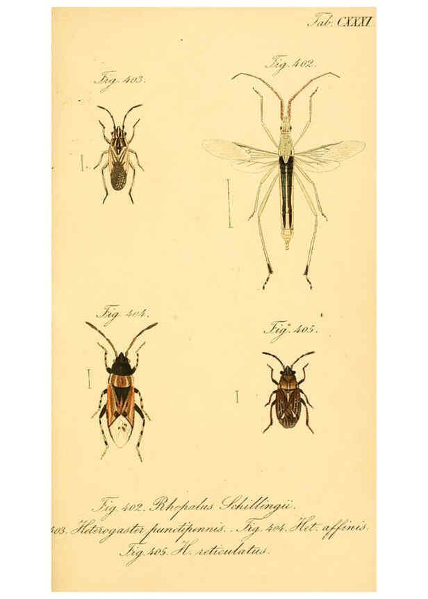 Reproducción/Reproduction 6096027967: Die wanzenartigen Insecten. plates 1-4. Nürnberg :In der C.H. Zeh'schen Buchhandlung,1831-1853