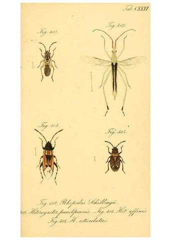 Reproducción/Reproduction 6096027967: Die wanzenartigen Insecten. plates 1-4. Nürnberg :In der C.H. Zeh'schen Buchhandlung,1831-1853