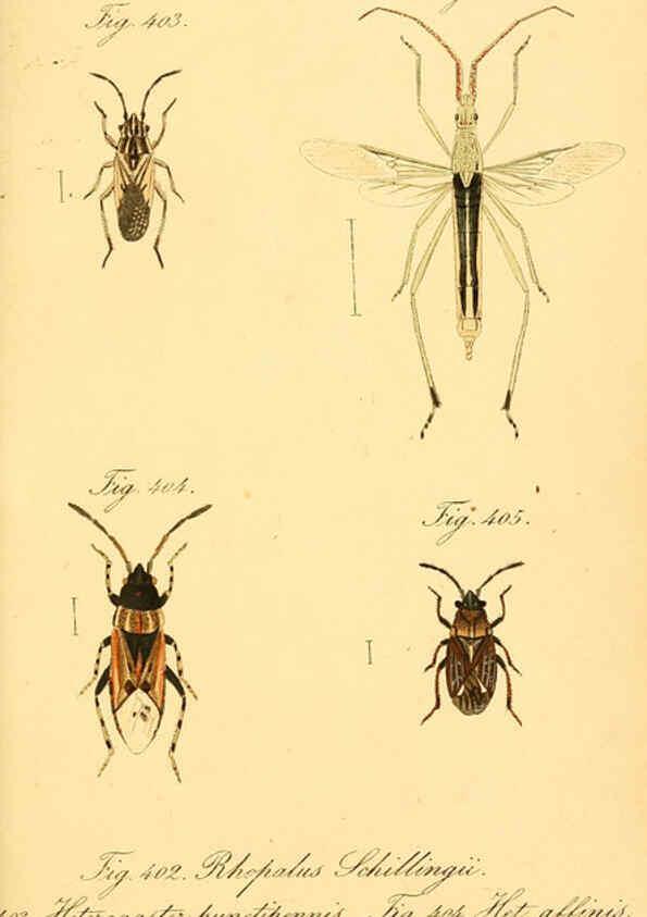 Reproducción/Reproduction 6096027967: Die wanzenartigen Insecten. plates 1-4. Nürnberg :In der C.H. Zeh'schen Buchhandlung,1831-1853