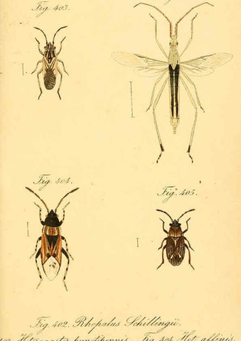 Reproducción/Reproduction 6096027967: Die wanzenartigen Insecten. plates 1-4. Nürnberg :In der C.H. Zeh'schen Buchhandlung,1831-1853