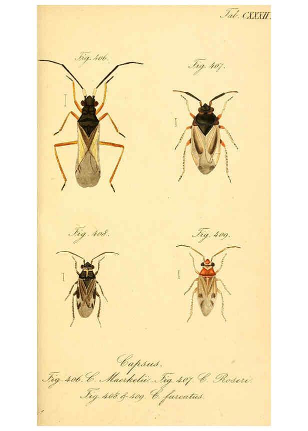 Reproducción/Reproduction 6096028173: Die wanzenartigen Insecten. plates 1-4. Nürnberg :In der C.H. Zeh'schen Buchhandlung,1831-1853