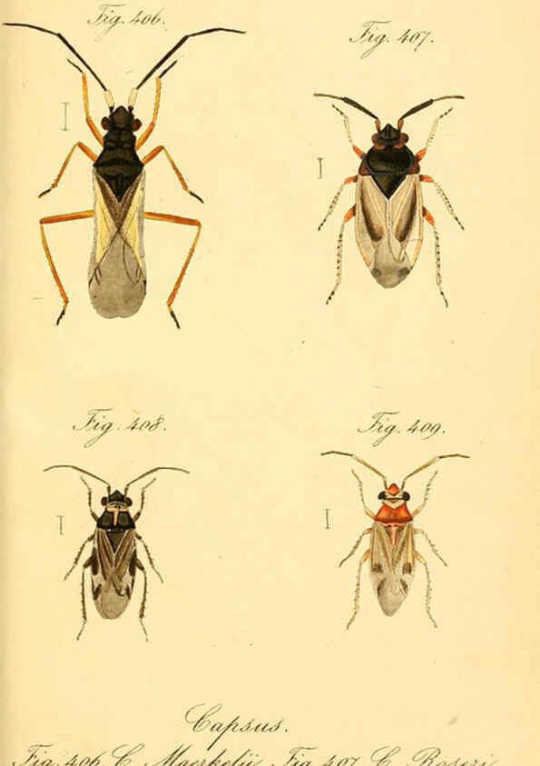 Reproducción/Reproduction 6096028173: Die wanzenartigen Insecten. plates 1-4. Nürnberg :In der C.H. Zeh'schen Buchhandlung,1831-1853