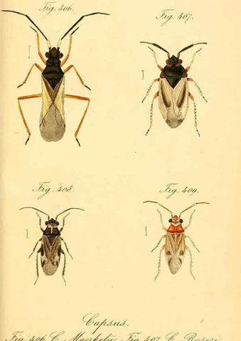 Reproducción/Reproduction 6096028173: Die wanzenartigen Insecten. plates 1-4. Nürnberg :In der C.H. Zeh'schen Buchhandlung,1831-1853