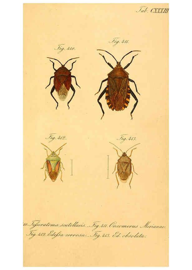 Reproducción/Reproduction 6096028433: Die wanzenartigen Insecten. plates 1-4. Nürnberg :In der C.H. Zeh'schen Buchhandlung,1831-1853