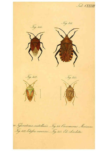 Reproducción/Reproduction 6096028433: Die wanzenartigen Insecten. plates 1-4. Nürnberg :In der C.H. Zeh'schen Buchhandlung,1831-1853