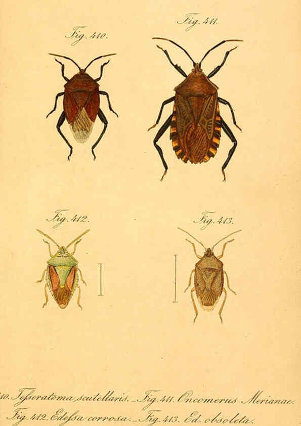 Reproducción/Reproduction 6096028433: Die wanzenartigen Insecten. plates 1-4. Nürnberg :In der C.H. Zeh'schen Buchhandlung,1831-1853
