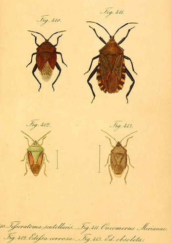 Reproducción/Reproduction 6096028433: Die wanzenartigen Insecten. plates 1-4. Nürnberg :In der C.H. Zeh'schen Buchhandlung,1831-1853