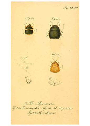 Reproducción/Reproduction 6096028637: Die wanzenartigen Insecten. plates 1-4. Nürnberg :In der C.H. Zeh'schen Buchhandlung,1831-1853