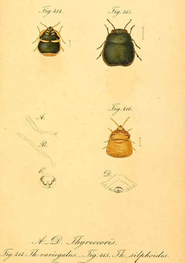 Reproducción/Reproduction 6096028637: Die wanzenartigen Insecten. plates 1-4. Nürnberg :In der C.H. Zeh'schen Buchhandlung,1831-1853