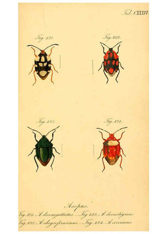 Reproducción/Reproduction 6096573638: Die wanzenartigen Insecten. plates 1-4. Nürnberg :In der C.H. Zeh'schen Buchhandlung,1831-1853