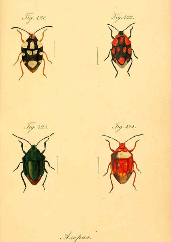 Reproducción/Reproduction 6096573638: Die wanzenartigen Insecten. plates 1-4. Nürnberg :In der C.H. Zeh'schen Buchhandlung,1831-1853