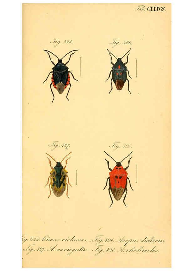 Reproducción/Reproduction 6096573776: Die wanzenartigen Insecten. plates 1-4. Nürnberg :In der C.H. Zeh'schen Buchhandlung,1831-1853