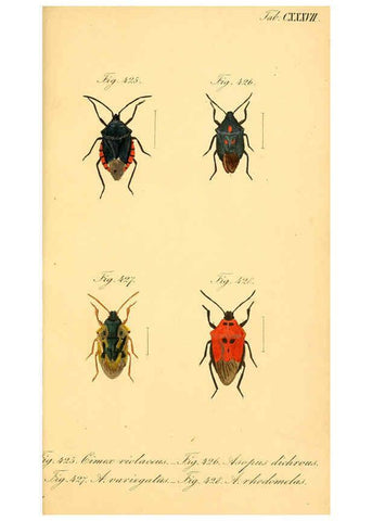 Reproducción/Reproduction 6096573776: Die wanzenartigen Insecten. plates 1-4. Nürnberg :In der C.H. Zeh'schen Buchhandlung,1831-1853