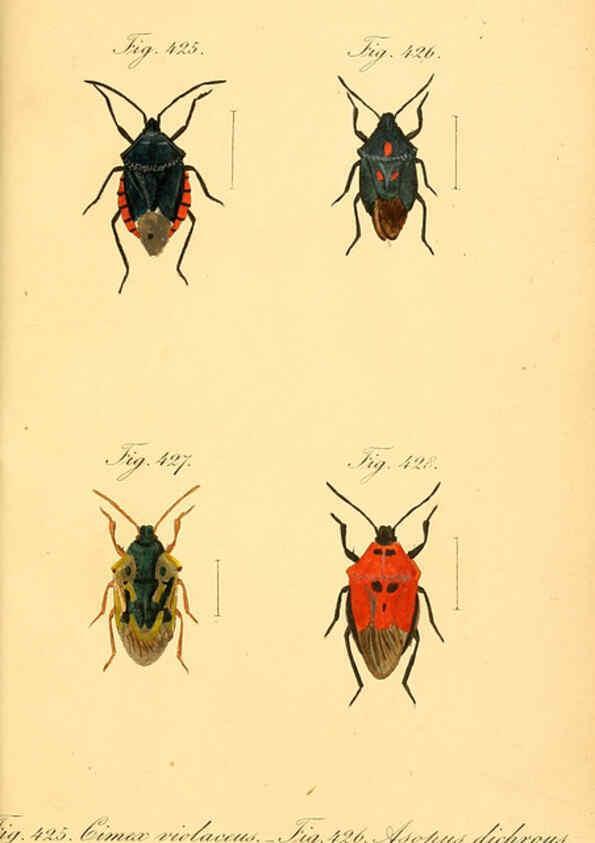 Reproducción/Reproduction 6096573776: Die wanzenartigen Insecten. plates 1-4. Nürnberg :In der C.H. Zeh'schen Buchhandlung,1831-1853