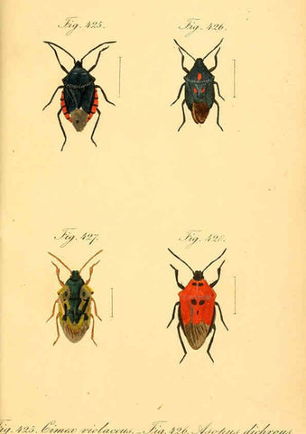 Reproducción/Reproduction 6096573776: Die wanzenartigen Insecten. plates 1-4. Nürnberg :In der C.H. Zeh'schen Buchhandlung,1831-1853