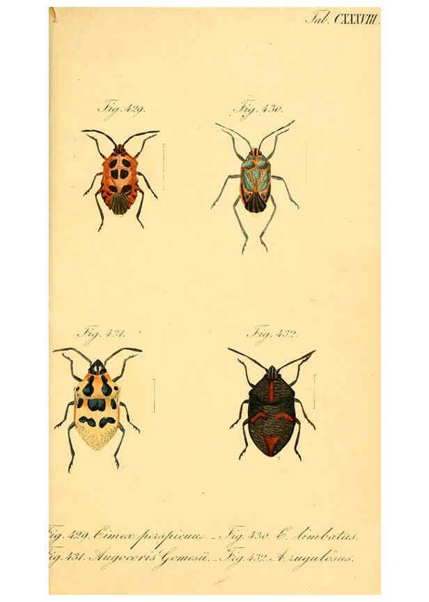 Reproducción/Reproduction 6096573954: Die wanzenartigen Insecten. plates 1-4. Nürnberg :In der C.H. Zeh'schen Buchhandlung,1831-1853