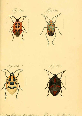 Reproducción/Reproduction 6096573954: Die wanzenartigen Insecten. plates 1-4. Nürnberg :In der C.H. Zeh'schen Buchhandlung,1831-1853