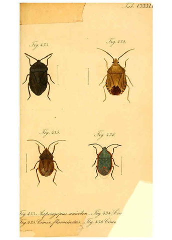Reproducción/Reproduction 6096574258: Die wanzenartigen Insecten. plates 1-4. Nürnberg :In der C.H. Zeh'schen Buchhandlung,1831-1853