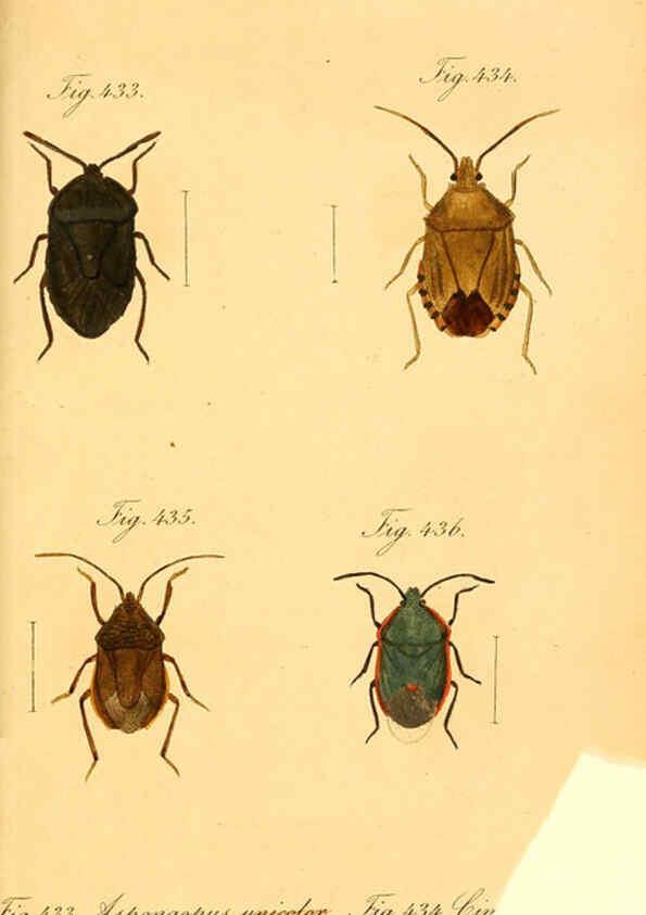 Reproducción/Reproduction 6096574258: Die wanzenartigen Insecten. plates 1-4. Nürnberg :In der C.H. Zeh'schen Buchhandlung,1831-1853