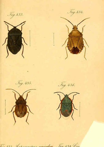Reproducción/Reproduction 6096574258: Die wanzenartigen Insecten. plates 1-4. Nürnberg :In der C.H. Zeh'schen Buchhandlung,1831-1853
