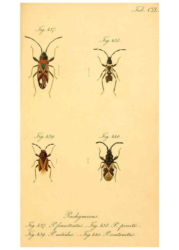 Reproducción/Reproduction 6096029853: Die wanzenartigen Insecten. plates 1-4. Nürnberg :In der C.H. Zeh'schen Buchhandlung,1831-1853