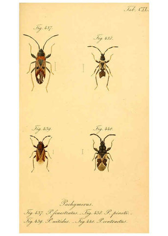 Reproducción/Reproduction 6096029853: Die wanzenartigen Insecten. plates 1-4. Nürnberg :In der C.H. Zeh'schen Buchhandlung,1831-1853