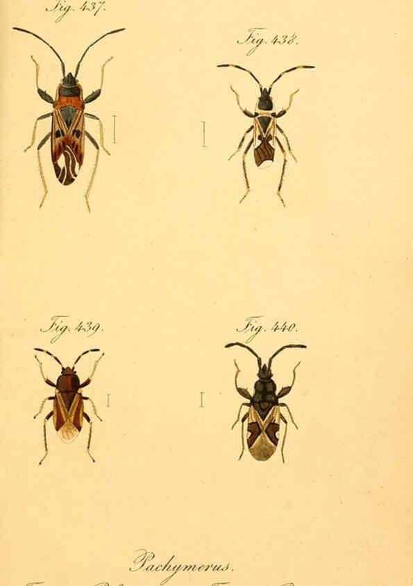 Reproducción/Reproduction 6096029853: Die wanzenartigen Insecten. plates 1-4. Nürnberg :In der C.H. Zeh'schen Buchhandlung,1831-1853