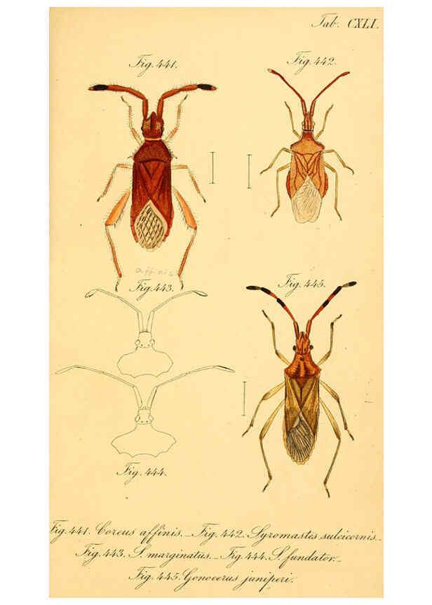 Reproducción/Reproduction 6096574596: Die wanzenartigen Insecten. plates 1-4. Nürnberg :In der C.H. Zeh'schen Buchhandlung,1831-1853