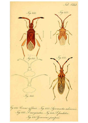 Reproducción/Reproduction 6096574596: Die wanzenartigen Insecten. plates 1-4. Nürnberg :In der C.H. Zeh'schen Buchhandlung,1831-1853