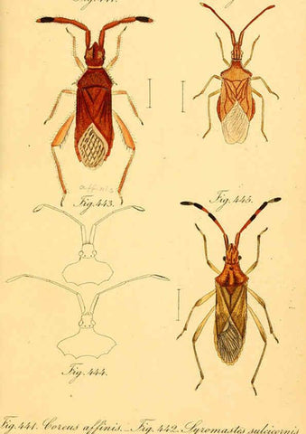 Reproducción/Reproduction 6096574596: Die wanzenartigen Insecten. plates 1-4. Nürnberg :In der C.H. Zeh'schen Buchhandlung,1831-1853