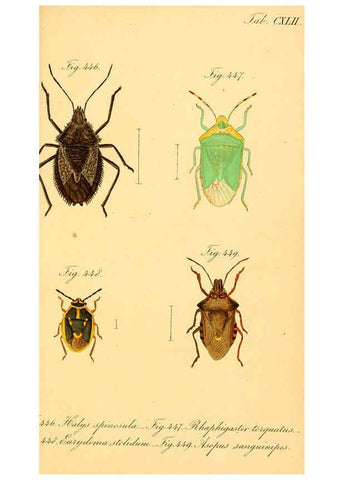 Reproducción/Reproduction 6096030291: Die wanzenartigen Insecten. plates 1-4. Nürnberg :In der C.H. Zeh'schen Buchhandlung,1831-1853