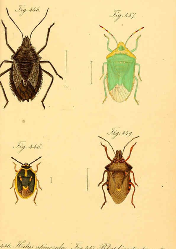 Reproducción/Reproduction 6096030291: Die wanzenartigen Insecten. plates 1-4. Nürnberg :In der C.H. Zeh'schen Buchhandlung,1831-1853