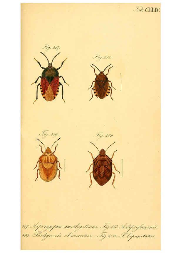 Reproducción/Reproduction 6096028909: Die wanzenartigen Insecten. plates 1-4. Nürnberg :In der C.H. Zeh'schen Buchhandlung,1831-1853