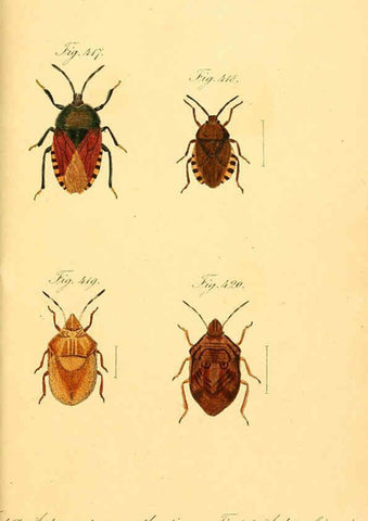 Reproducción/Reproduction 6096028909: Die wanzenartigen Insecten. plates 1-4. Nürnberg :In der C.H. Zeh'schen Buchhandlung,1831-1853
