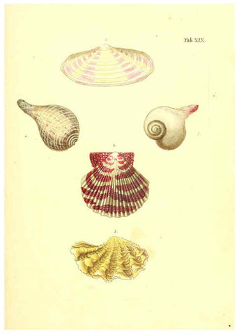 Reproducción/Reproduction 6096079889: Vergnügen der Augen und des Gemüths. v.2 atlas. [Nuremberg :1757