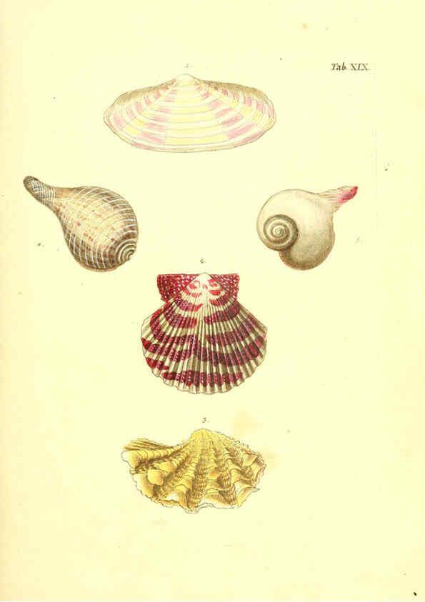 Reproducción/Reproduction 6096079889: Vergnügen der Augen und des Gemüths. v.2 atlas. [Nuremberg :1757